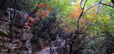 淄博26个周末游好去处 烧烤 爬山 拍照...想怎么嗨都行