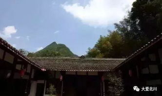 通口镇万亩竹笋等你采,周末约否